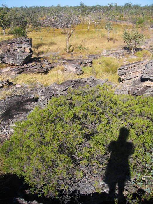 self portrait, Kakadu National Park (2005)