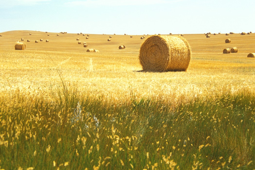 hay field, Nebraska (2003)