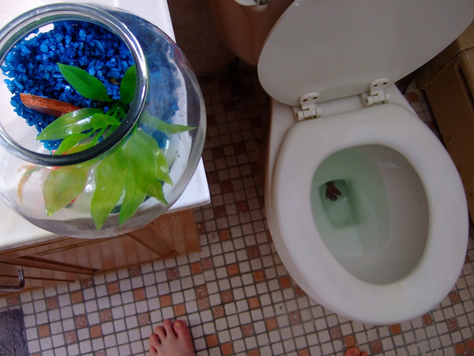 a lesson in acceptance, II (2008)