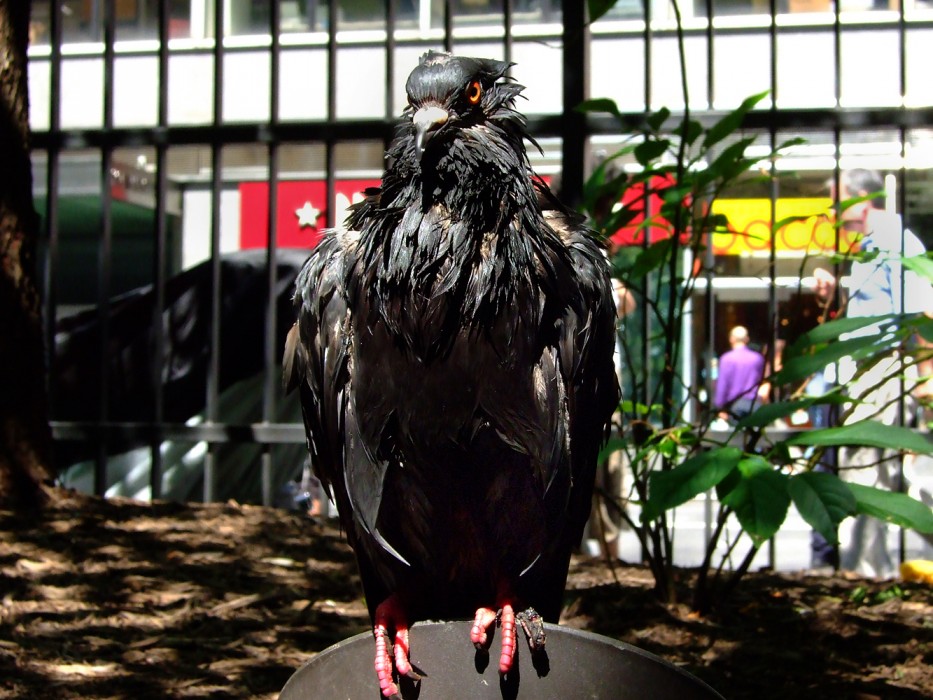 Dying/Evil Pigeon (2009)